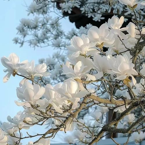 70 pcs magnolienbaum kaufen samen wildblumensamen saat gartensamen Magnolia denudata,magnolie magnolien, pflanztopf dekopflanzen wildblumensamen baum pflanzensamen blumen garten deko