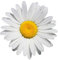 1000+ Samen Margerite -Leucanthemum- ''Schöne Pflanze für den Garten''