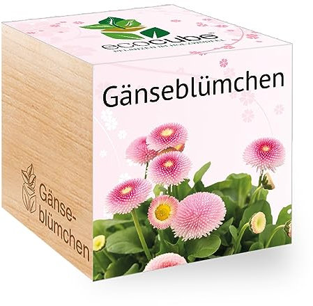 Feel Green - WE CREATE NATURE 297487 Feel Green Ecocube Gänseblümchen, Nachhaltige Geschenkidee (100% Eco Friendly), Grow Your Own/Anzuchtset, Pflanzen Im Holzwürfel, Made in Austria