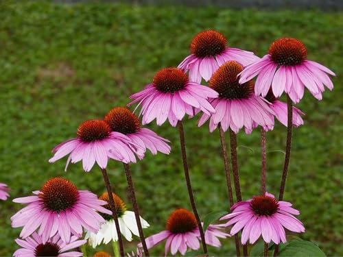 Rosa Sonnenhut Samen – (lat. Echinacea purpurea) – Mehrjährige Blühpflanze für Beet & Garten – Bienenfreundlich, winterhart & pflegeleicht (300 Samen)