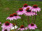 Rosa Sonnenhut Samen – (lat. Echinacea purpurea) – Mehrjährige Blühpflanze für Beet & Garten – Bienenfreundlich, winterhart & pflegeleicht (300 Samen)