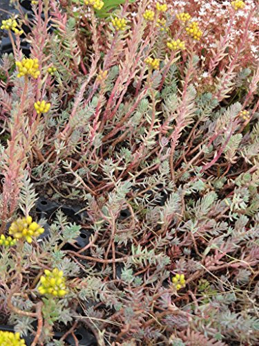 Sedum reflexum, 50 Pflanzen im 5/6 cm Topf