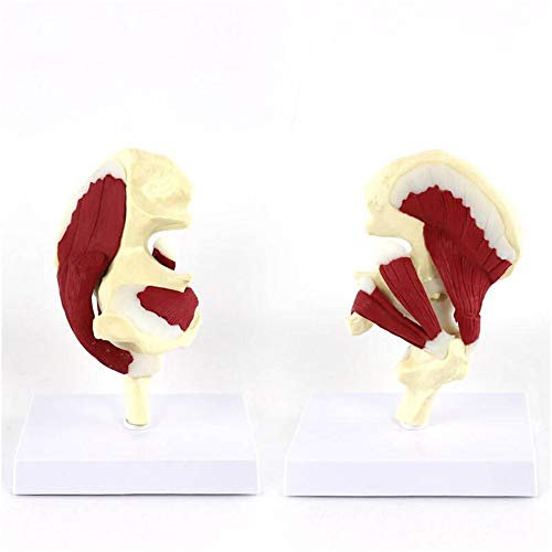 ERNZI Das Hüftgelenkmodell des Menschlichen Bandes - Medizinisches Anatomik-Hüftgelenkmodell Mit Muskeln - Bildungsmodell Human Hip-Joint Anatomicals-Modell