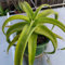 150 pz Semi di aloe vera da piantare, Pianta decorativa per balcone con aiuola rialzata Acquista la pianta di aloe vera Giardino interno con lettino per erbe aromatiche semi di balcone