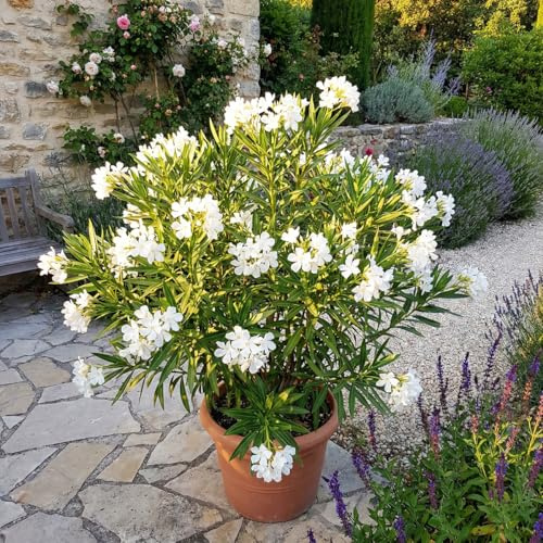 Bloomique - Nerium Oleander - Fiori bianchi - Piante da giardino - Piante da patio - Altezza 80-100 cm - Vaso 26 cm