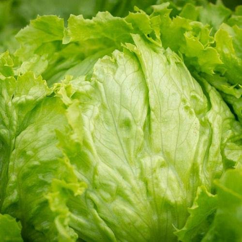 Las semillas de lechuga Iceberg - 1000 semillas