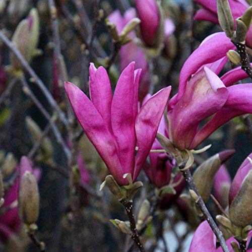 Magnolie 'Susan' - Magnolia 'Susan' - 40-60 cm Topf - Rosafarbene Blüten und aufrechter Wuchs