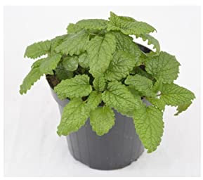 Pianta Melissa - Dimensione Vaso Vaso 7cm