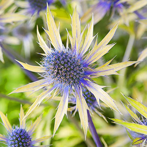 Eryngium Neptunes Gold Perennial Sea Holly Garden Plants Flowering Plant in Pot (15-30cm Incl. Pot)
