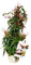 Verdecora Jazmín Chino | Planta natural de exterior con flor | Planta Perenne Trepadora Perfumada | Gran cantidad de flores con intenso aroma (Maceta 3L)