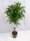 [Palmenlager] - XL Ficus bin.Amstel King 140 cm/Hochstamm geflochten/Zimmerpflanze