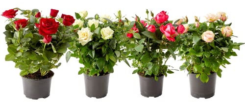 DECOALIVE Rosas Flores Naturales Pack de 4 Macetas Plantas Vivas