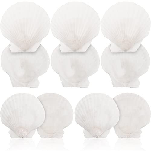 MAGICLULU 10 Pièces Coquilles Saint- Petits Coquillages Artisanat Pour Bricolage Artisanat Aquarium Décor Accessoires Photo Blanc (5-7Cm)