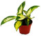 Mini-Pflanze - Hoya carnosa tricolor - Porzellanblume - Ideal für kleine Schalen und Gläser - Baby-Plant im 5,5cm Topf