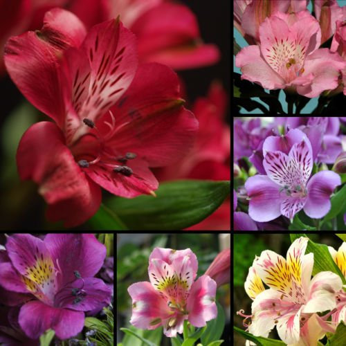 Alstroemeria Samen Mix Peruanische Lilie Blume Lilie Samen Garten Dekoration Pflanze 20pcs AA