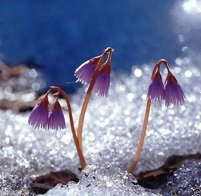 Aachondra 25 semillas de violeta Soldanella Alpina