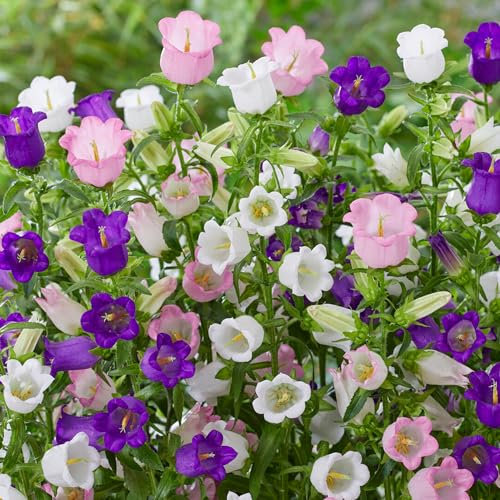 Campanula Mix 6 Pack - Plants Outdoor Garden Ready - Flowering Perennial Plants Garden Ready - Ready to Plant Flowers for Gardens 6 Pack 9cm Pots
