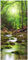 posterdepot ktt0413 Türtapete Türposter Fluss im Wald durch moosbedeckte Steine-Größe 93 x 205 cm