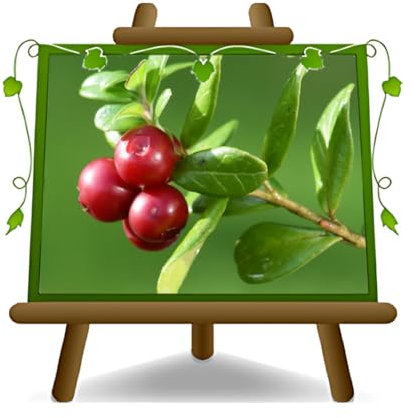 EURO PLANTS VIVAI Mirtillo Rossi - var Stevens - Pianta da Frutto Antico su Vaso ø 20 cm- Altezza 110 cm - Età 2 Anni