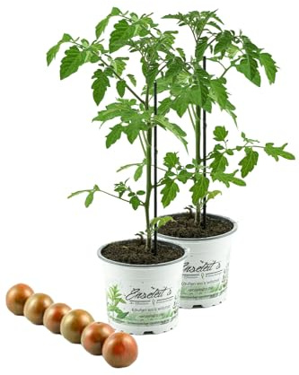 2er Set Tomatenpflanze,veredelte Zebratomate rot-grün gestreift, Tomaten Pflanze Zebrino F1 (Lycopersicon esculentum)
