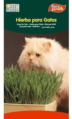 Semillas fito aromaticas hierba para gatos 04262 (caja 10 unidades)