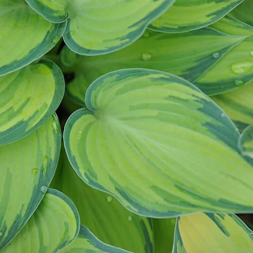 Plant Theory 9cm Pot Hosta June Plantain Lily Perennial