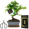 vdvelde.com - Bonsaiworld Bonsai Baum Starter Kit - Ideales Änfanger Pflegeset mit Buch & Schere - Zimmerbonsai Echt S-Form, ca. 10 Jahre alt - Pflegeleicht, tolle Dekoration - Höhe: 25-30 cm