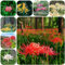 mix di cipolle e fiori rossi bulbi a primaverile piante in vaso, bulbi di giglio ragno blutblume giardino di piante da bulbo di fiori piante perenni resistenti e perenni mix 10pcs