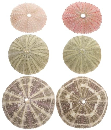 Angoily 6 PièCes Coquille D'Oursin Naturel (4-7cm) - DéCoration Aquarium Poisson - Support pour Plante Tillandsia - Oursins Deco Plage Assortis - Petit Coquillage Ornement Terrarium Maison