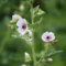 Eibisch Samen Bio, alte sorten saatgut Althaea officinalis, geschenke für gartenliebhaber winterharte kübelpflanzen pflanzen für sonnige plätze pflanzen garten kräutergarten 200pcs