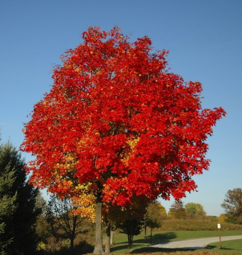 Seedeo® Rotahorn (Acer rubrum) 30 Samen