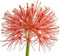 Fangblatt - seltene Blutblume Scadoxus multiflorus, blühfähige Zwiebel aus Südafrika