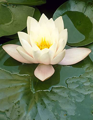 Bloomique - Nymphaea Marliacea Albida - Nénuphar - Blanc - Plantes de bassin - Plantes aquatiques - Rustique - Hauteur 10-20 cm - Pot 11 cm