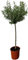 Sunny Tree Olivenbaum Hochstamm 130cm – Winterhart bis -18°C Outdoor Pflanzen