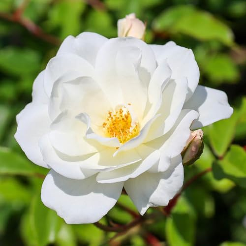 YouGarden Rose 'Climbing Iceberg' 4 Litre Pot, Gift Wrapped