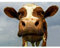 Wee Blue Coo LTD Funny Cow Farm Animal Close Up Photo Art Picture Canvas Print