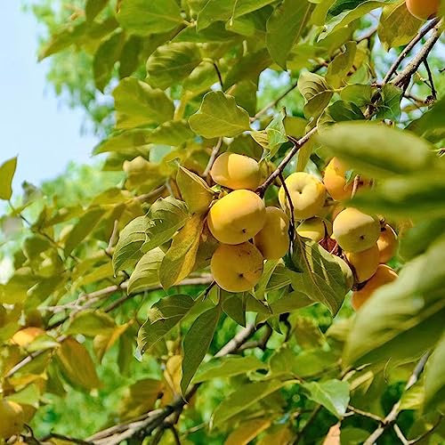 80 Stücke kakibaum winterhart kaufen - kaki baum pflanze - pflanzen züchten, winterharte pflanzen (Diospyros kaki) stauden winterhart mehrjährig gartendeko für draußen, hochbeet samen,