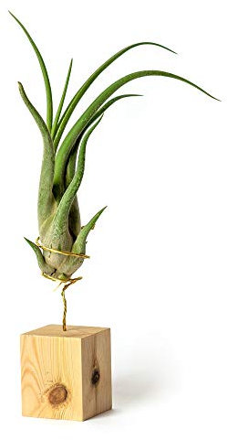 Plantas de Escritorio con Ordenador para Decorar la Oficina Escritorio Estudio fáciles de cuidar Tillandsia Caput Medusae (Soporte Incluido) (Pino)