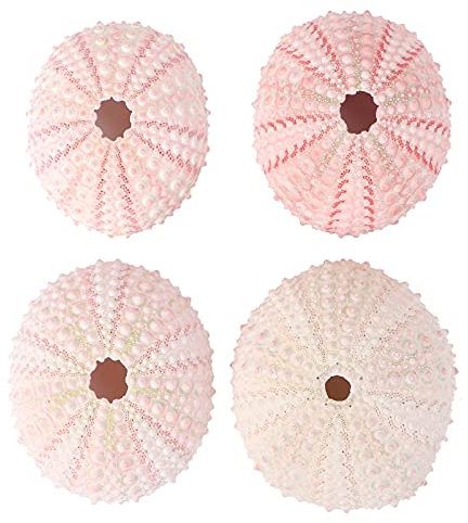 HEALLILY Bunt Bunt 4Pcs Natürliche Seeigel Nautical Strand Muscheln Ananas Topf Vase Füllstoff für Air DIY Aquarium Fishtank Landschaft Decor (Gelegentliche) Küstenornamente Seeigel Gehäuse