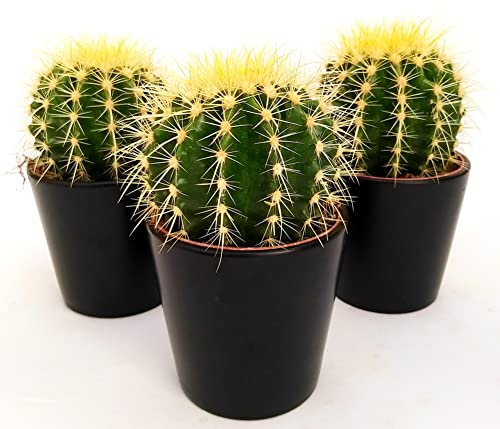 POWERS TO FLOWERS - ECHINOCACTUS GRUSONII, 3 PIANTE, vaso 14cm, cuscino della suocera, pianta vera