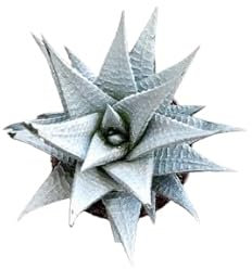 Haworthia Navideña Natural Planta Crassa para el Hogar o la Oficina