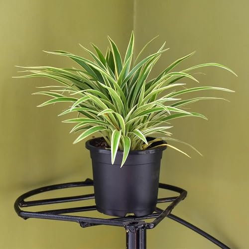 50 graines fraîches de plantes de chlorophytum
