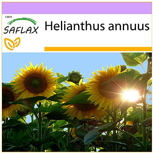 SAFLAX - Tournesol Titan F1-20 graines - Helianthus annuus