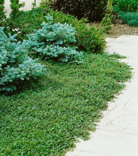 Cotoneaster dammeri radicans Kriechmispel immergrüner Bodendecker im Topf gewachsen (10 Stück)