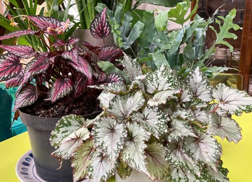Nuovo Fresco 100 pz. Semi di piante di Begonia Rex Aachondra