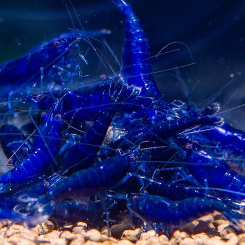 AquaBreedingSkill Neocaridina - Gamberetti vivi per Acquario, 10 Pezzi, Zaffiro blu, gamberi vivi per Acquario, Misura 1-1,5 cm Aquarium Shrimps