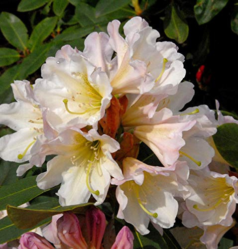 Großblumige Rhododendron Dufthecke weiß 25-30cm - Alpenrose - lebende Gartenpflanze aus den Baumschulen