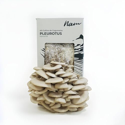 Nam - Kit Autocultivo de Setas Ostras, Cultivo Casero en 10 Días, Hongos Incubados, Fácil para Cosechar Champiñones Frescos, Natural, Mini Huerto Urbano