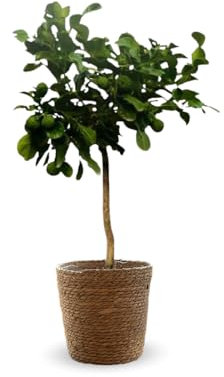 Attitude Jardin - Combava avec panier en jonc de mer - citrus hystrix - agrume méditerranéen - arbre fruitier - 75-85 cm - ⌀ 25 cm