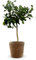 Attitude Jardin - Combava avec panier en jonc de mer - citrus hystrix - agrume méditerranéen - arbre fruitier - 75-85 cm - ⌀ 25 cm